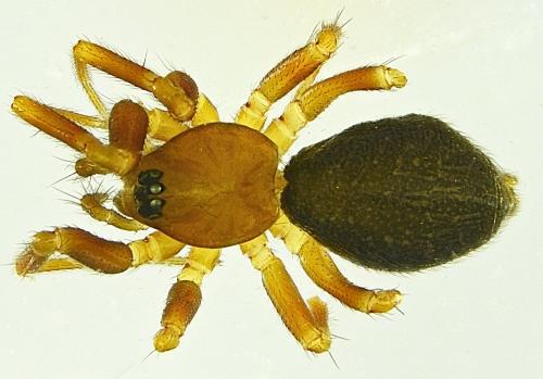 Microneta viaria